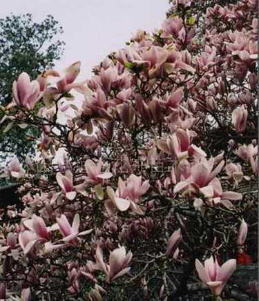 观世音菩萨普门品仪轨和回向