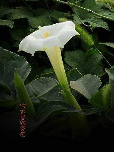 地藏经和药师经可以一起念吗