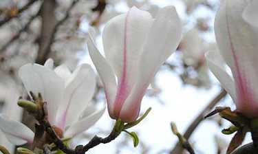 瑜伽师地论怎么读音