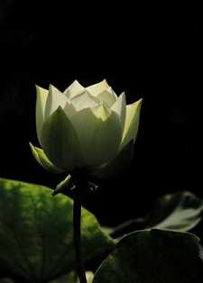 药师咒念诵的步骤是什么