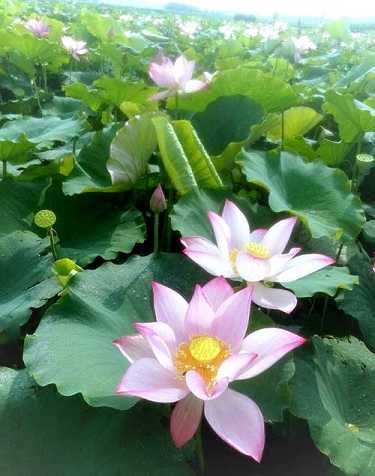 海仁法师楞严经全文讲解