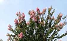 药师经佛号是什么