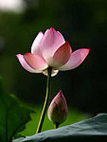 药师经诵读方法