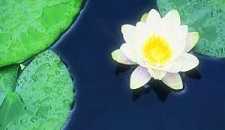 药师经诵一遍多久