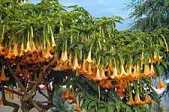 给孤独长者和他的儿子